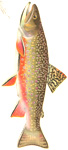 Denton fish from 1896